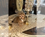 Small Photo #1 Yorkshire Terrier Puppy For Sale in EDINBURG, TX, USA