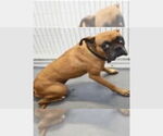 Small #2 Boxer