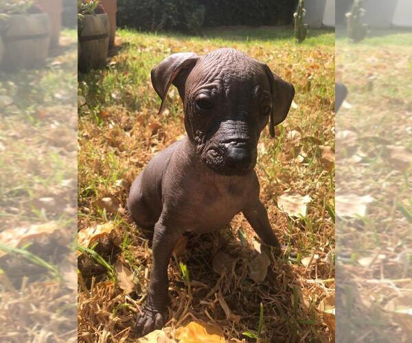 View Ad Xoloitzcuintli (Mexican Hairless) Litter of Puppies for Sale near California, BOX