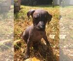 Small Photo #1 Xoloitzcuintli (Mexican Hairless) Puppy For Sale in BOX CANYON, CA, USA