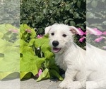 Small #3 West Highland White Terrier
