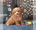 Small #1 Poochon