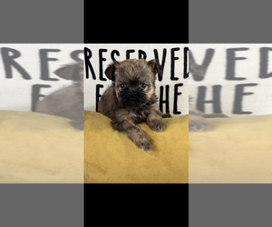 Brussels Griffon Puppy for sale in NILES, MI, USA