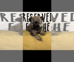 Image preview for Ad Listing. Nickname: AKC Josie