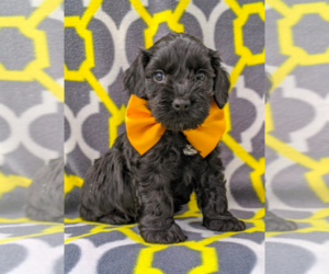 Cock-A-Poo Puppy for sale in BIRD IN HAND, PA, USA