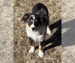 Small #1 Miniature Australian Shepherd