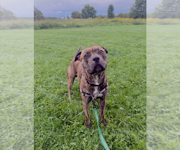 Medium Photo #4 Mutt Puppy For Sale in Gloversville, NY, USA
