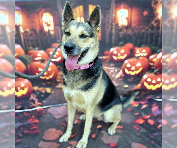 Medium Photo #1 German Shepherd Dog Puppy For Sale in Long Beach, CA, USA