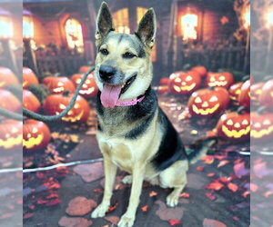 German Shepherd Dog Dogs for adoption in Long Beach, CA, USA