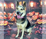 *JACKIE BOO - Female German Shepherd Dog Dog for Adoption - Small photo