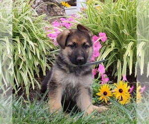 German Shepherd Dog Puppy for sale in STEWARTSTOWN, PA, USA
