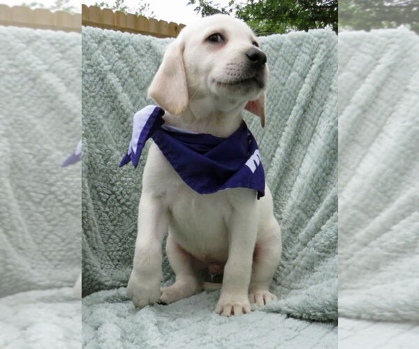 Medium Photo #2 Labrador Retriever Puppy For Sale in Grovertown, IN, USA