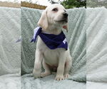 Small #1 Labrador Retriever