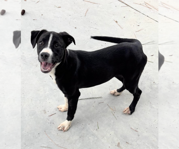 Medium Photo #8 American Pit Bull Terrier-Unknown Mix Puppy For Sale in Oakhurst, NJ, USA
