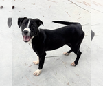 Small #7 American Pit Bull Terrier Mix