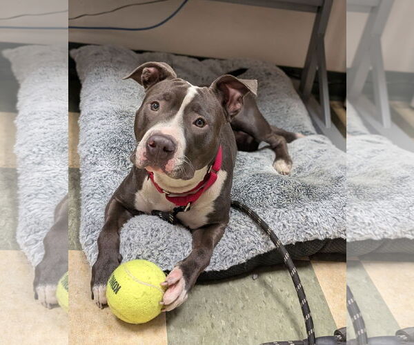 Medium Photo #5 Mutt Puppy For Sale in Philadelphia, PA, USA