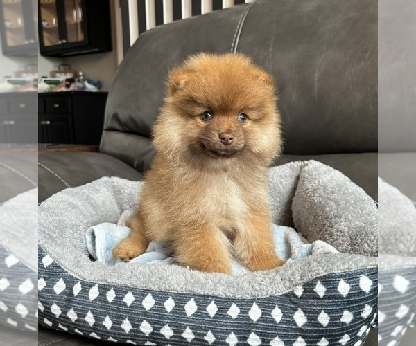 Medium Photo #5 Pomeranian Puppy For Sale in FRANKLIN, IN, USA