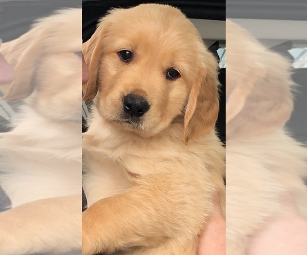 Medium Photo #2 Golden Retriever Puppy For Sale in EAST FREEHOLD, NJ, USA