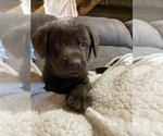 Small Photo #5 Labrador Retriever-Newfoundland Mix Puppy For Sale in MORRIS, MN, USA
