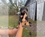 Small #18 Doberman Pinscher