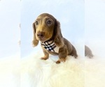 Small #6 Dachshund