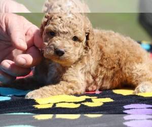 Goldendoodle Puppy for sale in UNION CITY, TN, USA