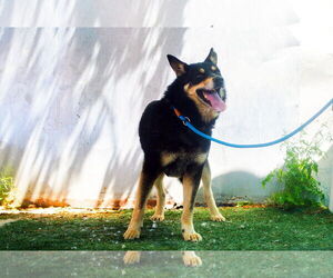 Hunter - Male Australian Kelpie Dog for Adoption - Photo #5