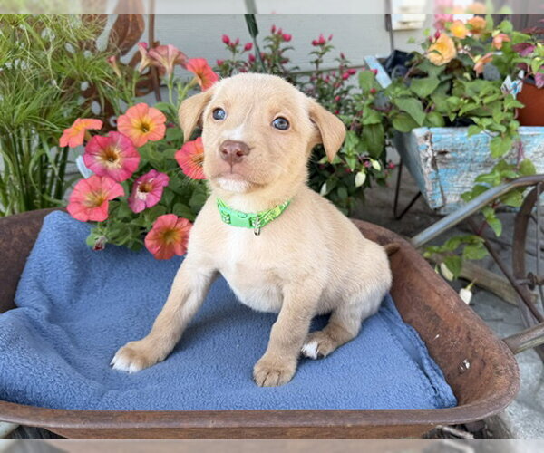Medium Photo #1 Labrador Retriever-Unknown Mix Puppy For Sale in Duluth, MN, USA