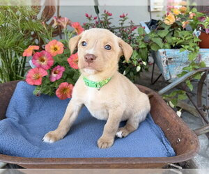 Labrador Retriever-Unknown Mix Dogs for adoption in Duluth, MN, USA