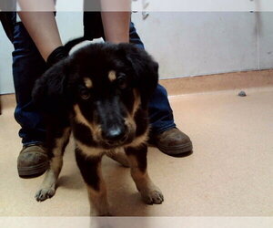 German Shepherd Dog-Unknown Mix Dogs for adoption in Martinez, CA, USA