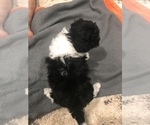 Small Photo #7 Maltipoo Puppy For Sale in JASPER, GA, USA