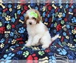 Small #2 Poodle (Miniature)