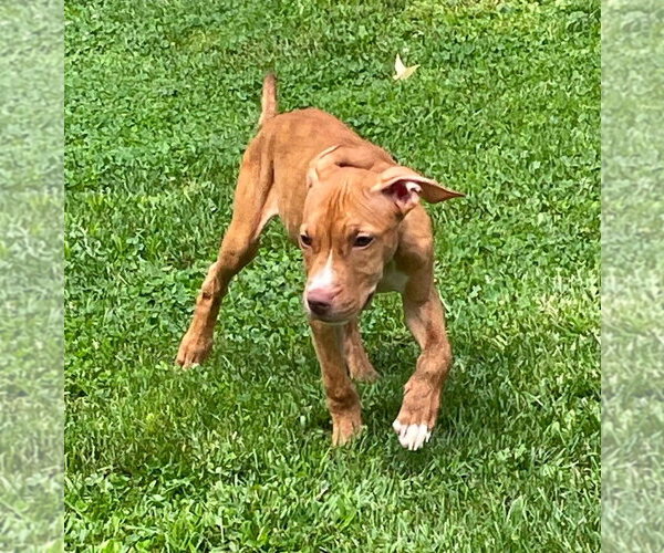 Medium Photo #4 Mutt Puppy For Sale in Wenonah, NJ, USA