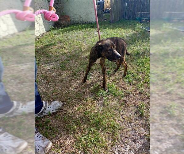 Medium Photo #1 American Staffordshire Terrier-Labrador Retriever Mix Puppy For Sale in Fort Lauderdale, FL, USA