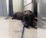 Small Labrador Retriever Mix