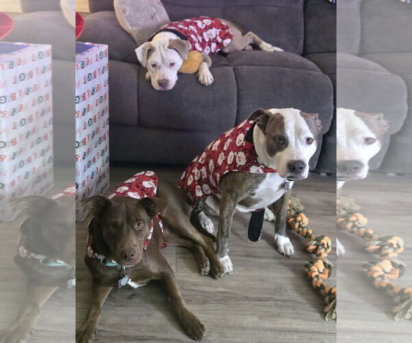 Medium Photo #6 Mutt Puppy For Sale in Mount Laurel, NJ, USA