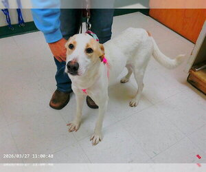 Labrador Retriever-Unknown Mix Dogs for adoption in Oroville, CA, USA