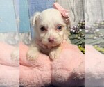 Small Photo #5 Yorkipoo Puppy For Sale in MIRAMAR, FL, USA