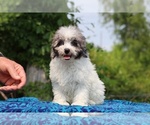 Small #6 Poodle (Toy)