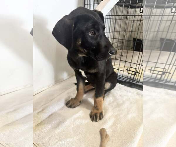 Medium Photo #6 German Shepherd Dog-Unknown Mix Puppy For Sale in Hinton, WV, USA