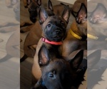 Small #6 Belgian Malinois