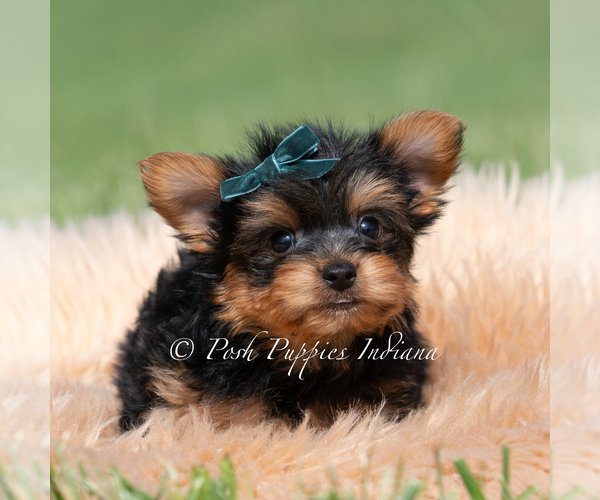 Medium Photo #28 Yorkshire Terrier Puppy For Sale in WARSAW, IN, USA