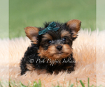 Small Photo #28 Yorkshire Terrier Puppy For Sale in WARSAW, IN, USA
