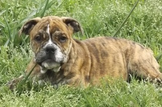 Valley Bulldog Puppy for sale in TAHLEQUAH, OK, USA