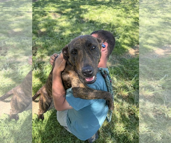 Medium Photo #2 Plott Hound-Unknown Mix Puppy For Sale in Woodbury, NY, USA