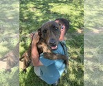 Small #1 Plott Hound Mix