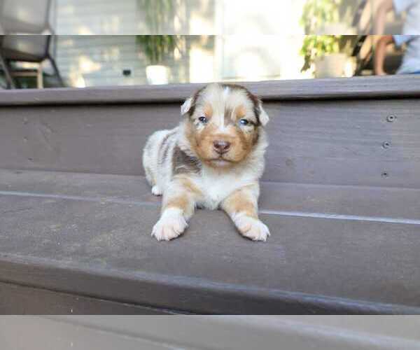 Medium Photo #20 Miniature Australian Shepherd Puppy For Sale in DAWSON, GA, USA