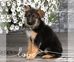German Shepherd Dog Puppy for sale in CLARE, MI, USA