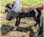 Puppy Lilly pink Cane Corso