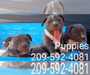 American Pit Bull Terrier Puppy for Sale in DOS PALOS, California USA